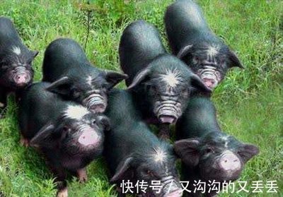 創(chuàng)業(yè)者，你不是一個(gè)人在戰(zhàn)斗——安徽宣城市人社局打出組合拳助力新農(nóng)人創(chuàng)業(yè)家禽家畜