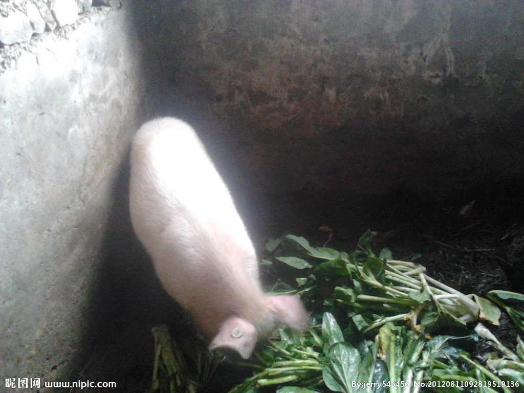 定格田園牧歌 豬吃食攝影中的家禽家畜世界