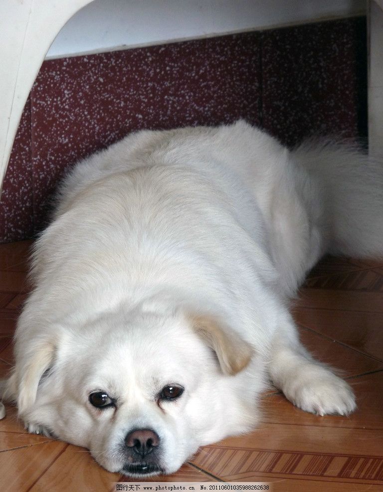 從守護(hù)者到家人 家犬在人類文明中的獨(dú)特地位