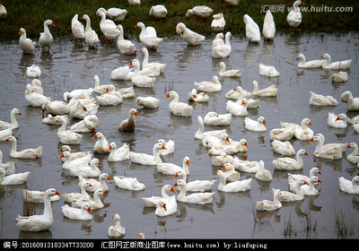 雪白的鵝 家禽攝影的藝術(shù)與情感
